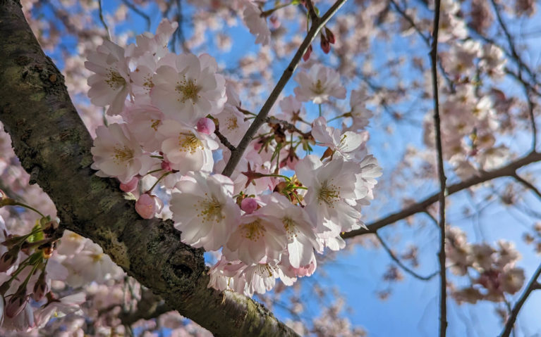 Close Up of Sakura Blossoms in the Royal Botanical Gardens Rock Garden :: I've Been Bit! Travel Blog