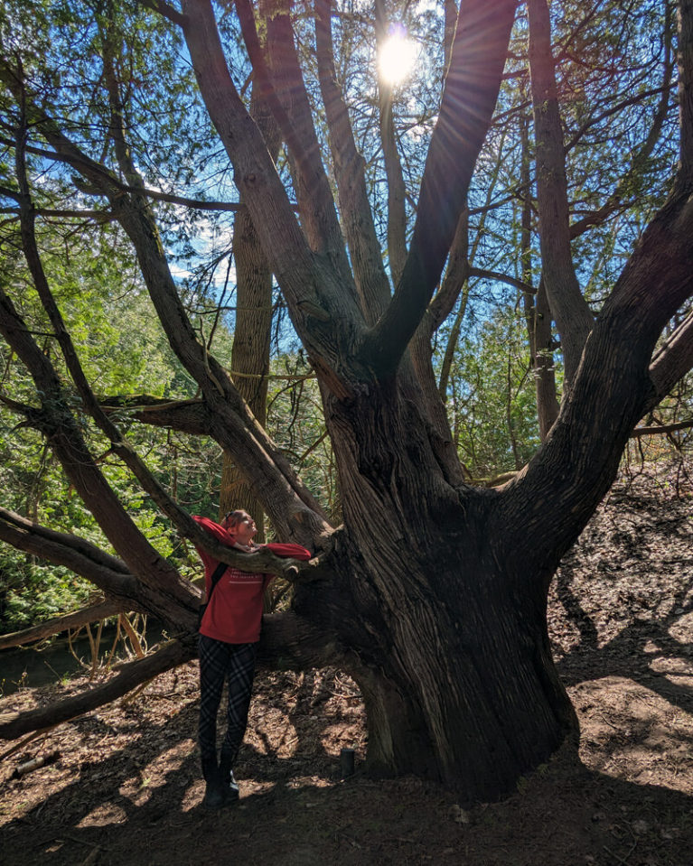 Lindsay and Grandmother Cedar in Inverhuron Provincial Park :: I've Been Bit! Travel Blog
