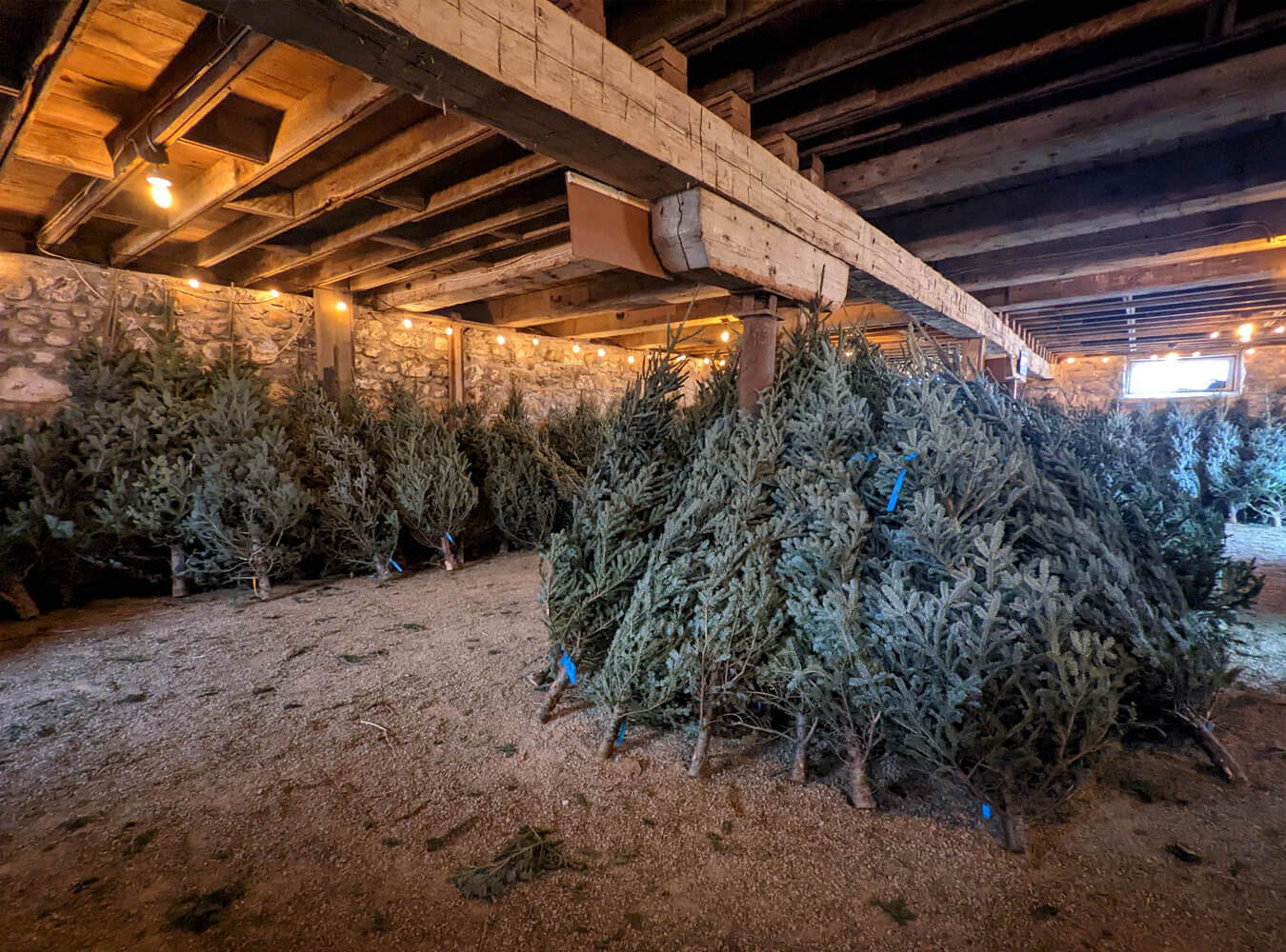7 Christmas Tree Farms Near Toronto To Visit This Holiday Season » I've