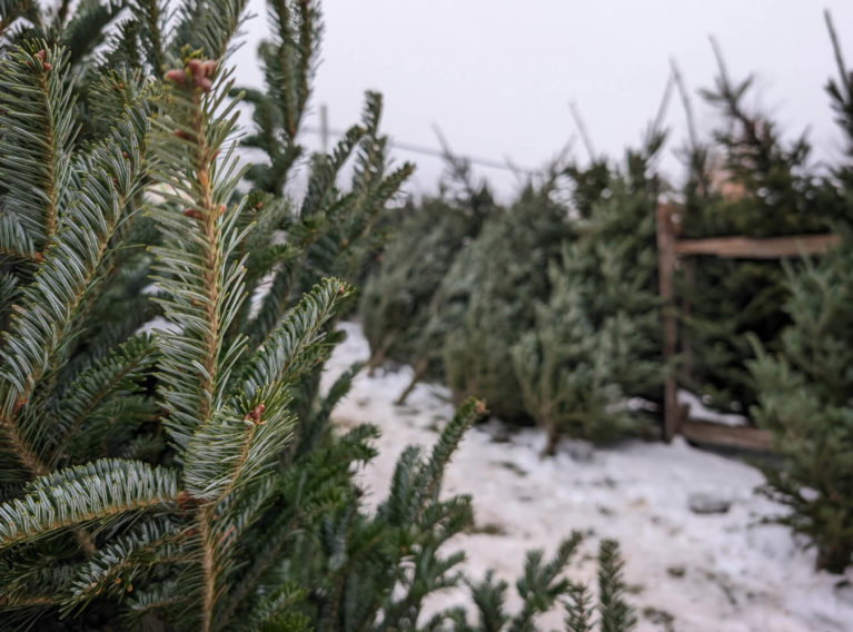Rows of Trees at the Hockley Valley Tree Farm :: I've Been Bit! Travel Blog