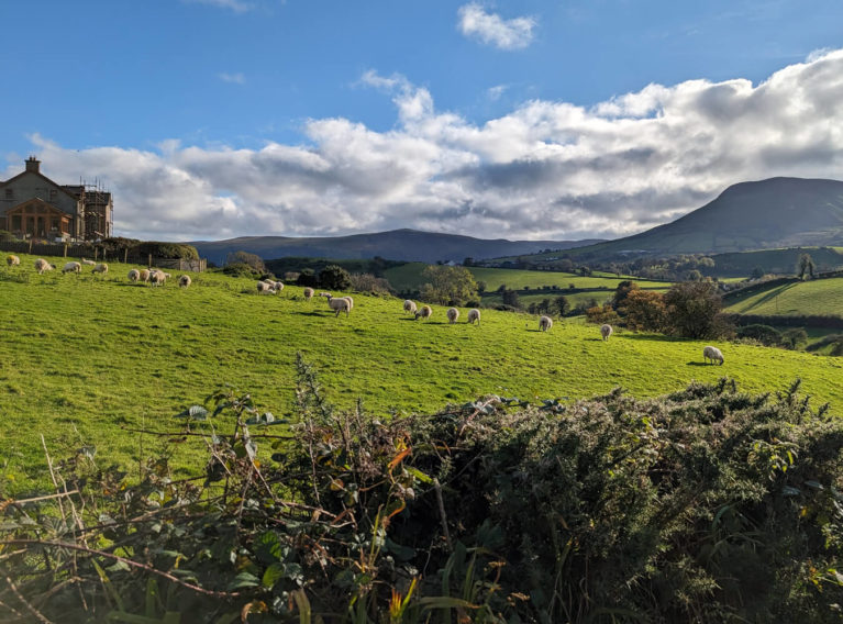 Sheep Frolicking Along the Irish Countryside :: I've Been Bit! Travel Blog
