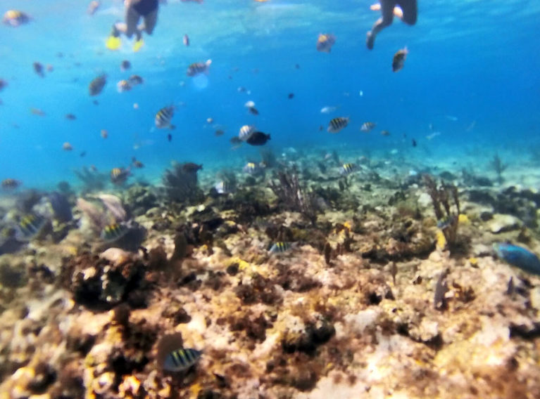 A Taste of the Snorkelling in Playa Pilar :: I've Been Bit! Travel Blog
