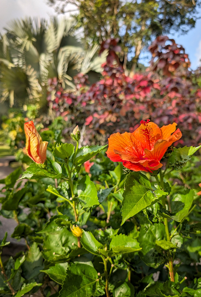 Close Up Shot of Orange Flowers in the Jardin de Balata on the Outskirts of Fort-de-France :: I've Been Bit! Travel Blog