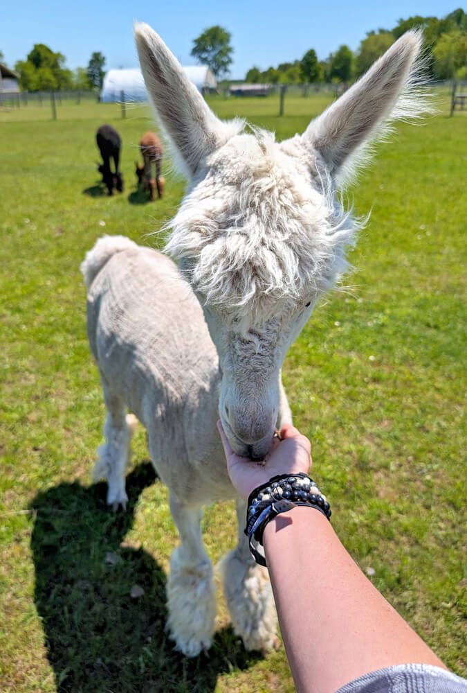 Lindsay Feeding the Alpacas :: I've Been Bit! Travel Blog