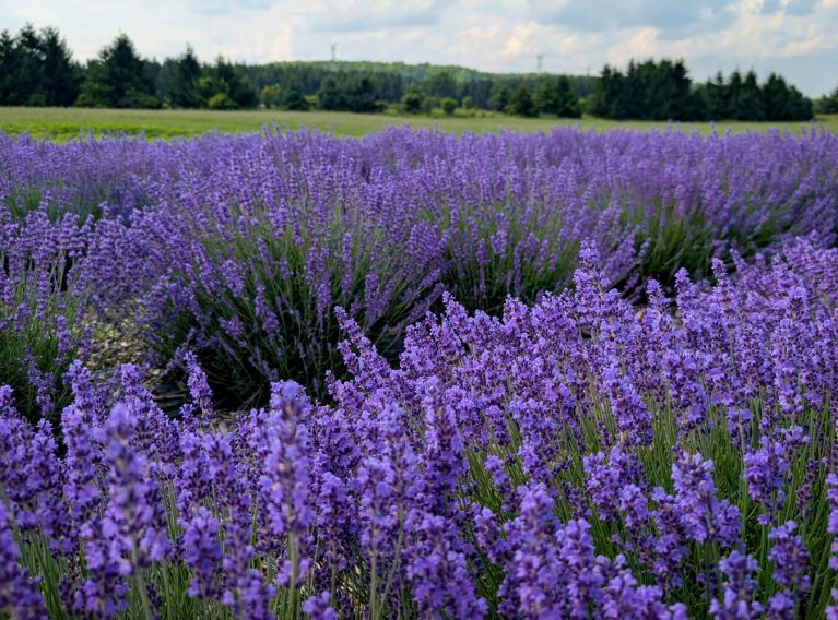 Purple Lavender Fields on a Summer Day :: I've Been Bit! Travel Blog