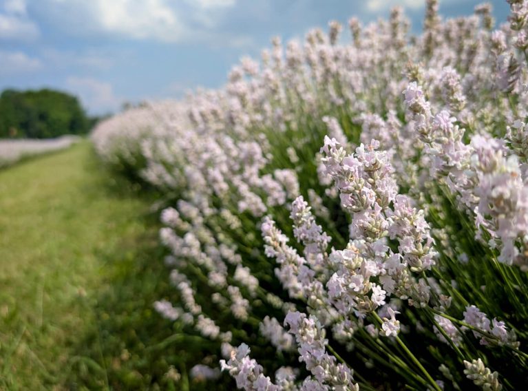 White Lavender Field in Ontario :: I've Been Bit! Travel Blog