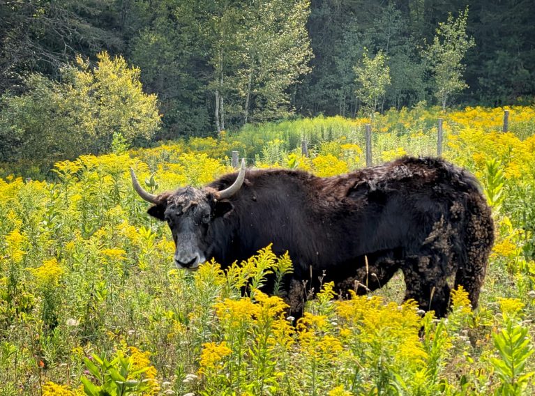 One of the Yaks Hanging Out in the Field at Pure Conscience Farm :: I've Been Bit! Travel Blog